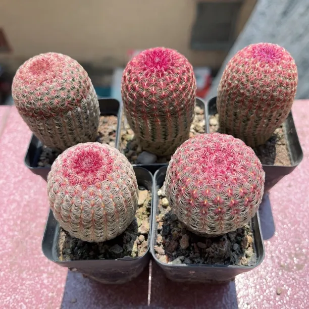 实生红太阳仙人球多肉植物高颜值室内防辐射绿植盆栽开花好养球球