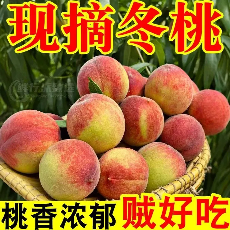 〔直播福利〕云南冬桃脆桃小毛桃脆甜可口果园直发新鲜现摘现发桃子