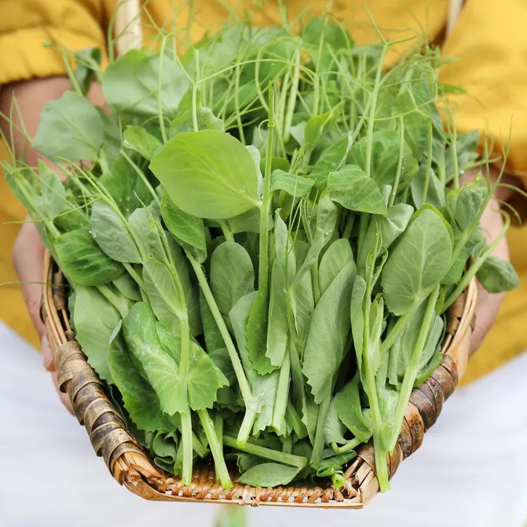 贵州高山新鲜豌豆尖新鲜蔬菜火锅煮汤农家自种豌豆苗豌豆尖