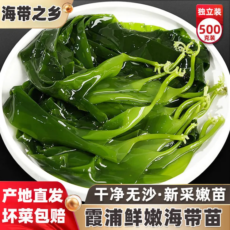 霞浦小海带苗盐渍1斤装干净无沙脆嫩海带嫩苗芽凉拌火锅食材炖汤