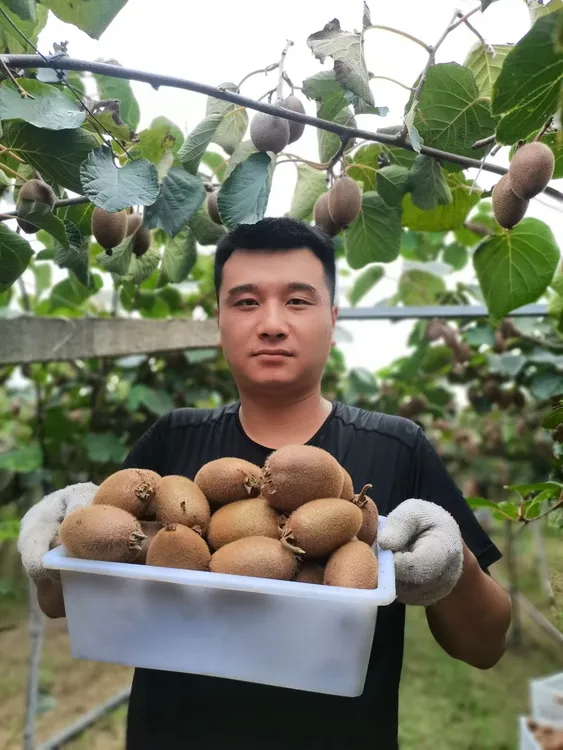 【正宗翠香】翠香猕猴桃新鲜奇异果当季孕妇产地直发