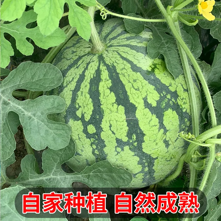 【顺丰包邮】无籽麒麟西瓜新鲜采摘头茬美都有籽西瓜水果脆甜多汁