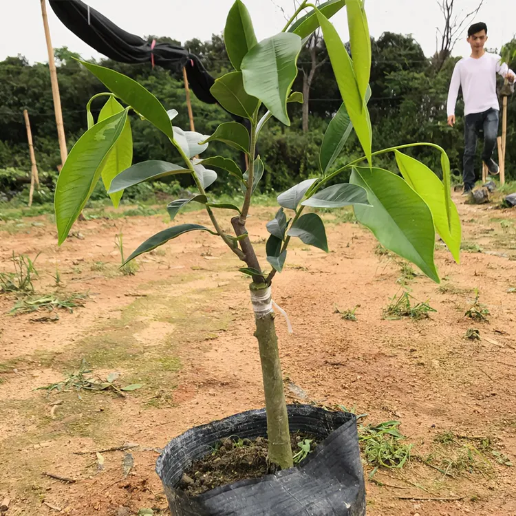 奇楠沉香树苗绿奇楠一代嫁接苗虎斑紫奇楠黑奇香尖绿植盆栽名贵