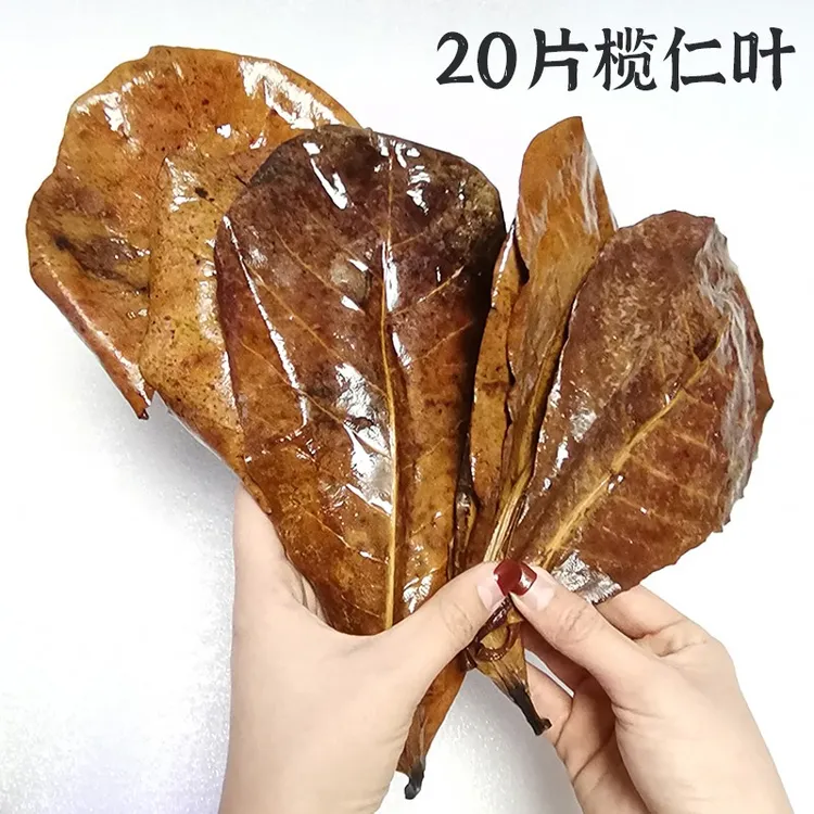 榄仁叶中国斗鱼泰国斗鱼小型热带鱼龙鱼乌龟虾降酸包邮天然榄仁叶
