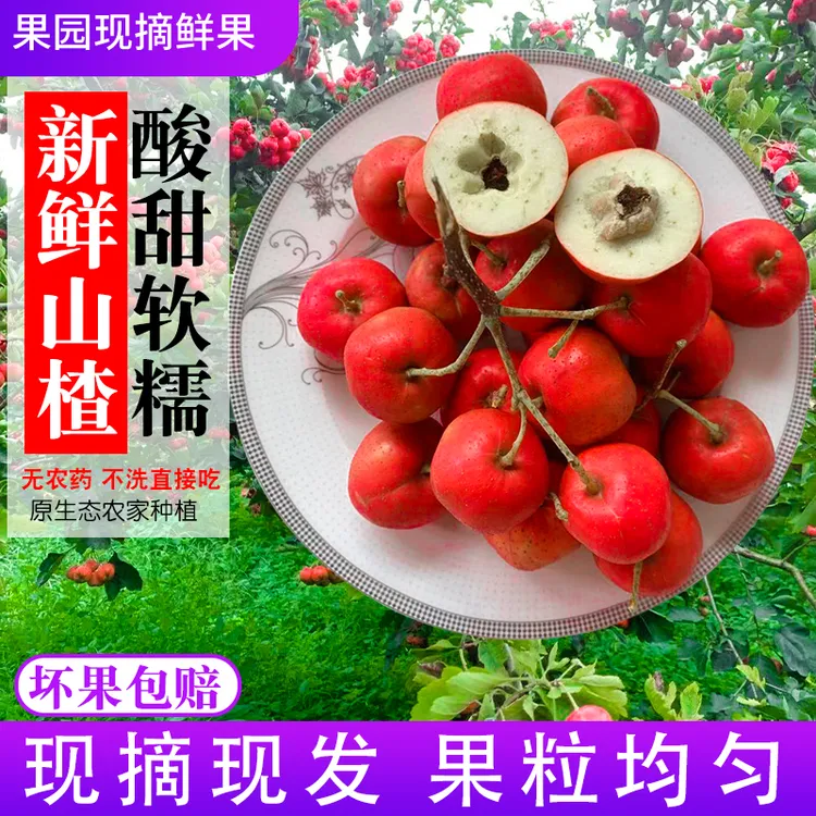 新鲜山楂山楂鲜果山里红果批发新鲜大山楂干片冰糖葫芦用鲜山楂果