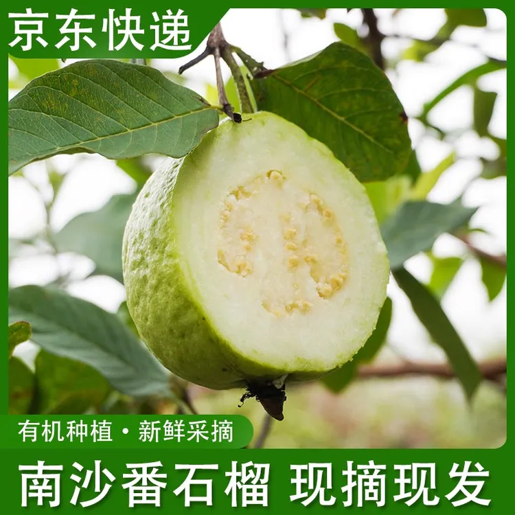 【产地直发】低糖水果老树万顷沙口感爽脆香甜芭乐芭乐水果