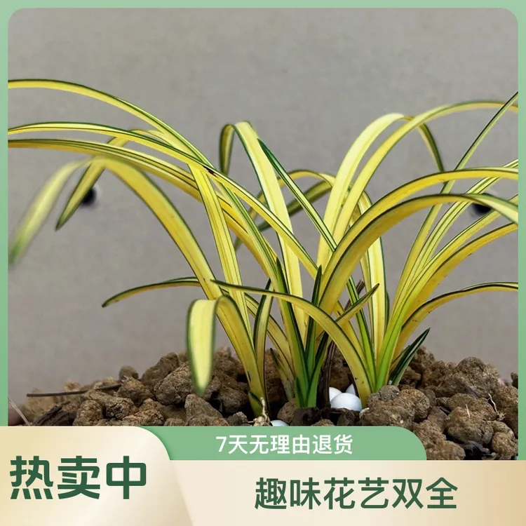 兰花苗 品种艺兰 植物花卉盆景菱花白