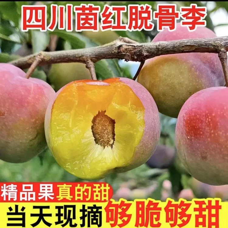 四川半边红脱骨李茵红李新鲜采摘清甜爽口孕妈妈果5斤当天精品