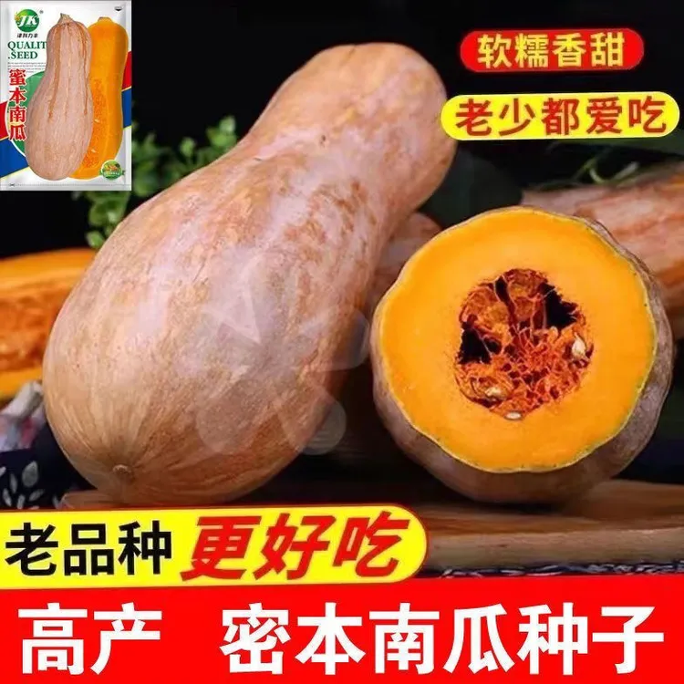 早栗蜜本南瓜种子南瓜籽早熟高产新鲜四季蔬菜种子超甜超正宗蜜早