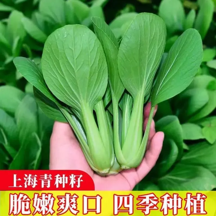 四季上海青种子青菜种子四季蔬菜种阳台庭院种植蔬菜种子包装随机