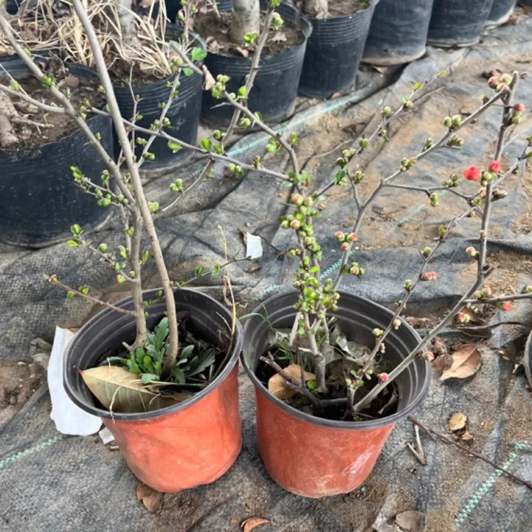 长寿乐海棠花卉盆栽贴梗海棠带花苞发货盆景植物