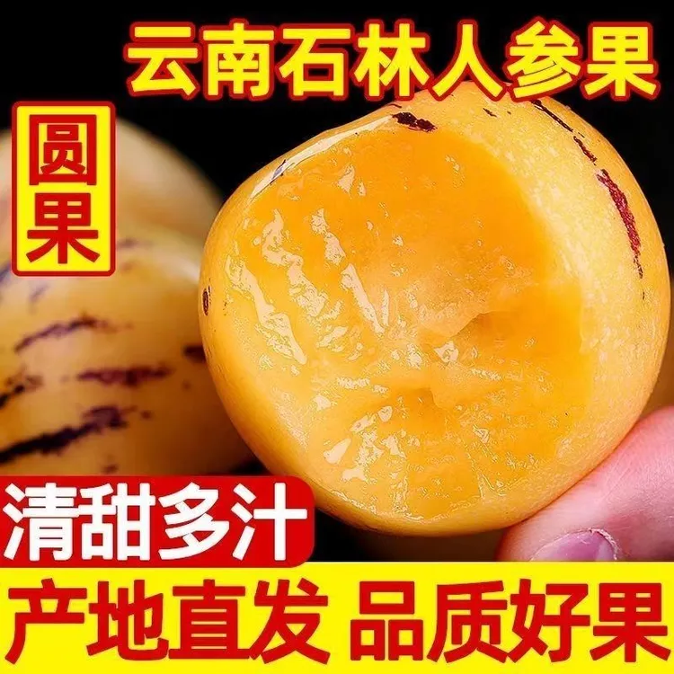 云南石林黄心黄肉七彩人参果低糖高硒老人儿童孕妇包邮