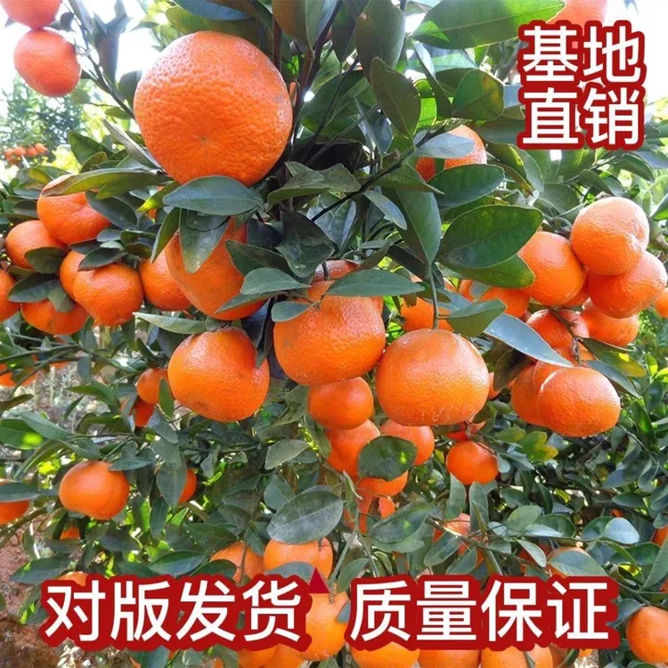 阳山县杨梅镇砂糖桔正宗发货基地新鲜香甜沙糖桔细嫩采摘多汁产品