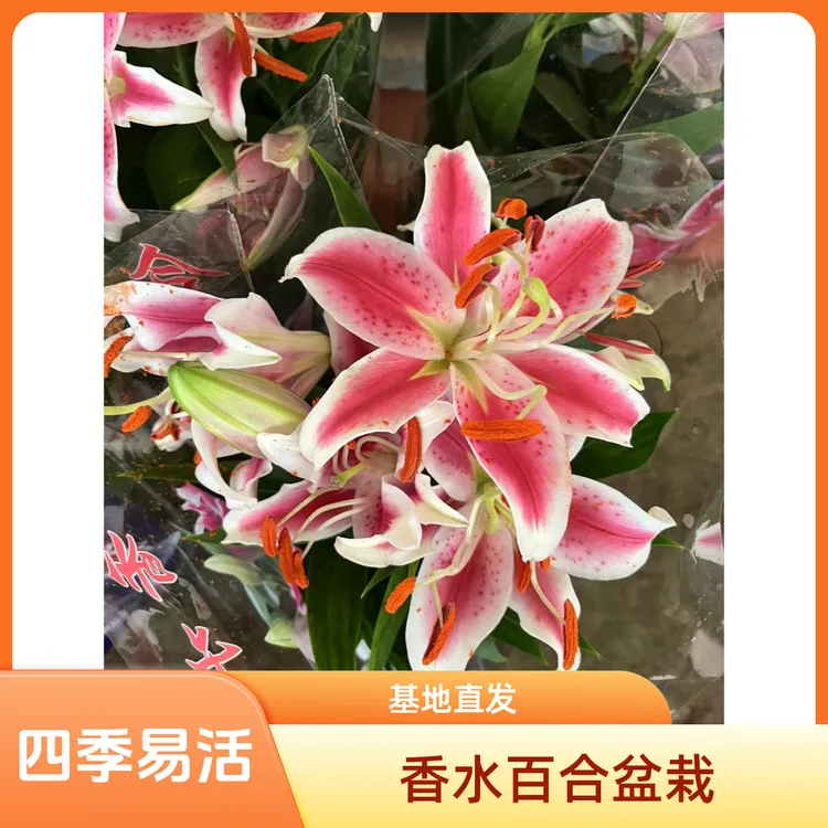 香水百合花盆栽带花苞花苗四季开花耐寒室内庭院四季花卉发货绿植