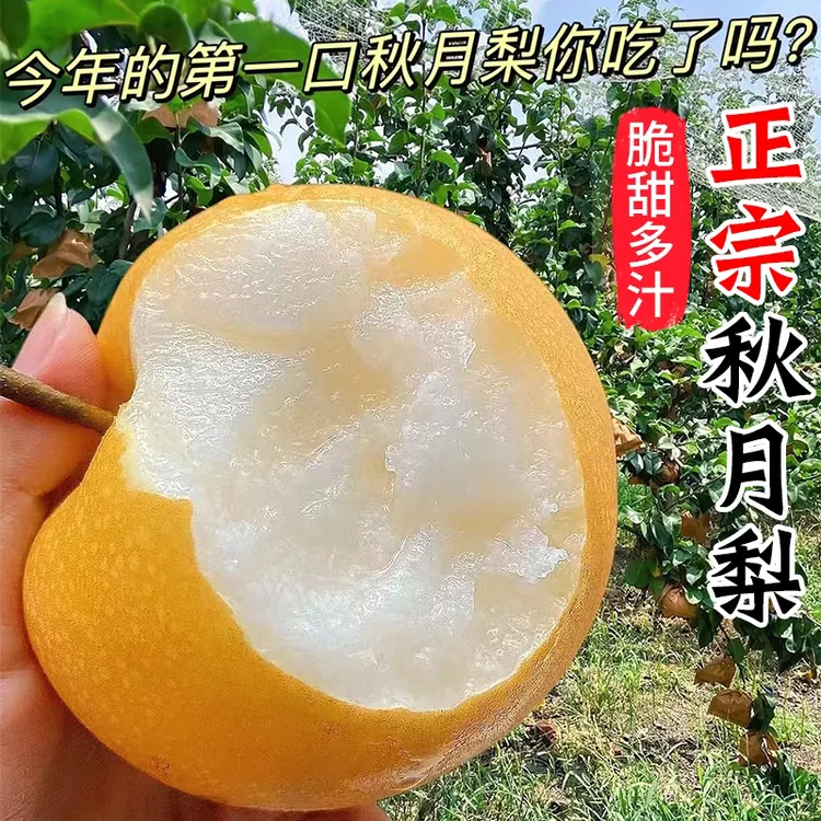 正宗山东秋月梨·脆甜多汁 入口细腻无渣现摘现发