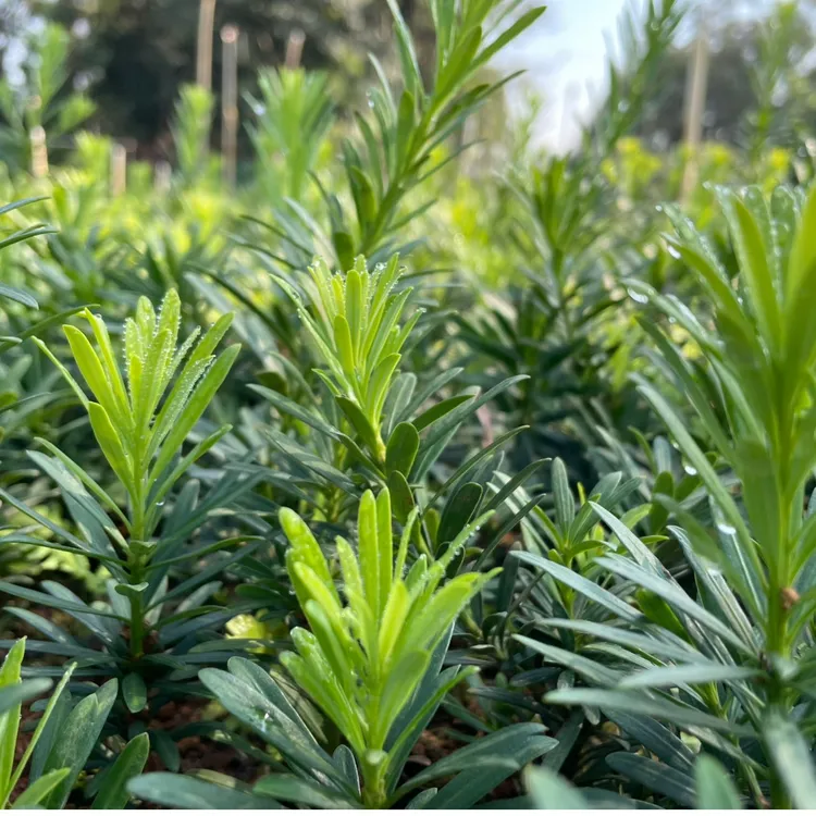 正宗小叶菊花芯头雀舌罗汉松 四季常青耐寒抗冻 苗场现挖基地批发