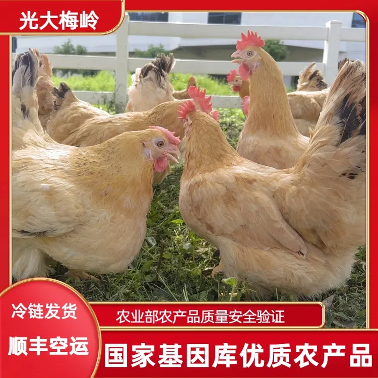 千岛湖跑山散养土鸡梅黄煲汤老母鸡肉质鲜嫩新鲜现杀整只鸡顺丰