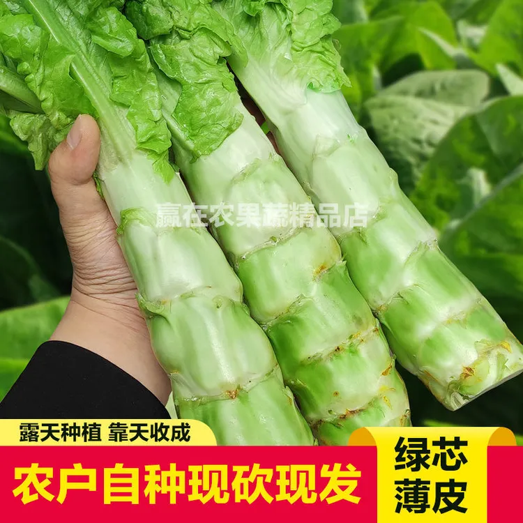 【新鲜莴笋】四川特产现摘现发莴苣农家自种绿色新鲜蔬菜青笋凤尾