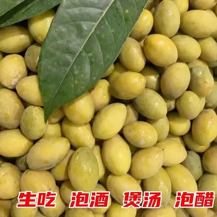 潮汕金灶本地香种橄榄