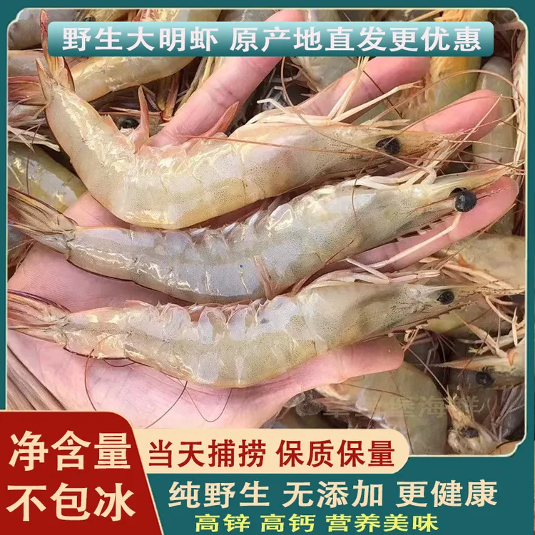 北海野生明虾新鲜码头直供白刺虾白虾净重不包冰优质白虾冷冻速发
