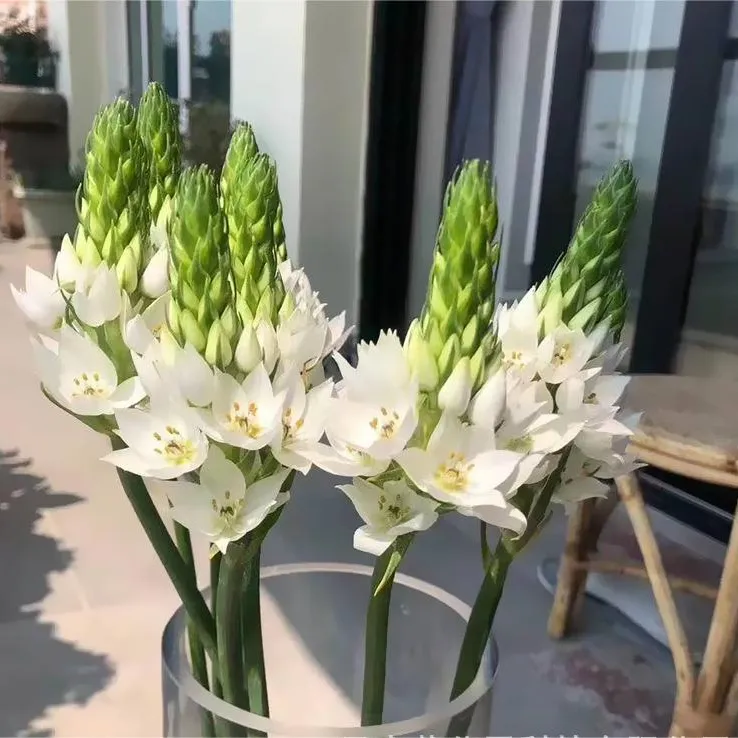 (沃柚园艺）圣心百合 多年生  盆栽花卉