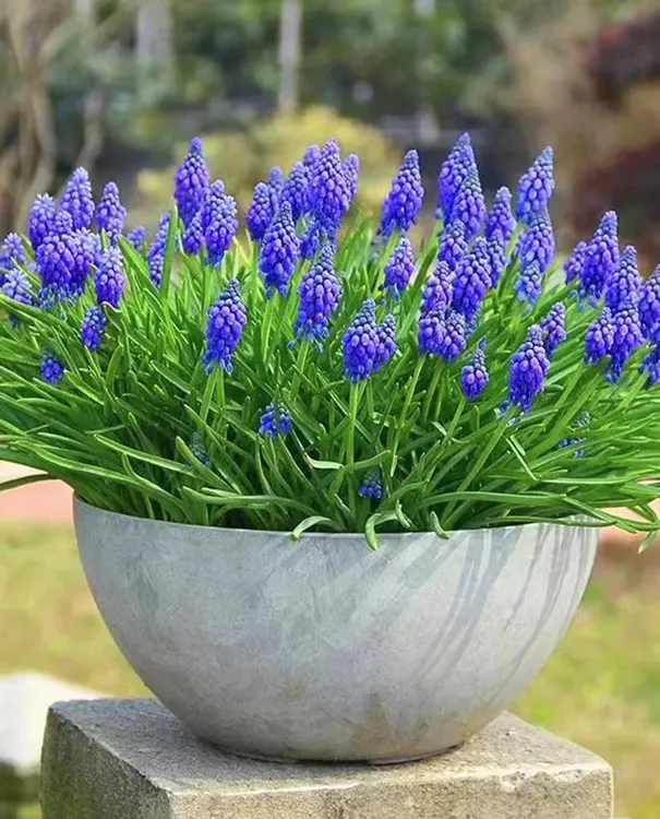 葡萄风信子种球  秋冬季节栽种 多色可选  可盆栽地栽 耐寒多年生