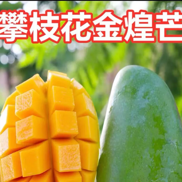 【果本宜】正宗攀枝花果农高山晚熟应季青皮金煌芒商超货品5/10斤