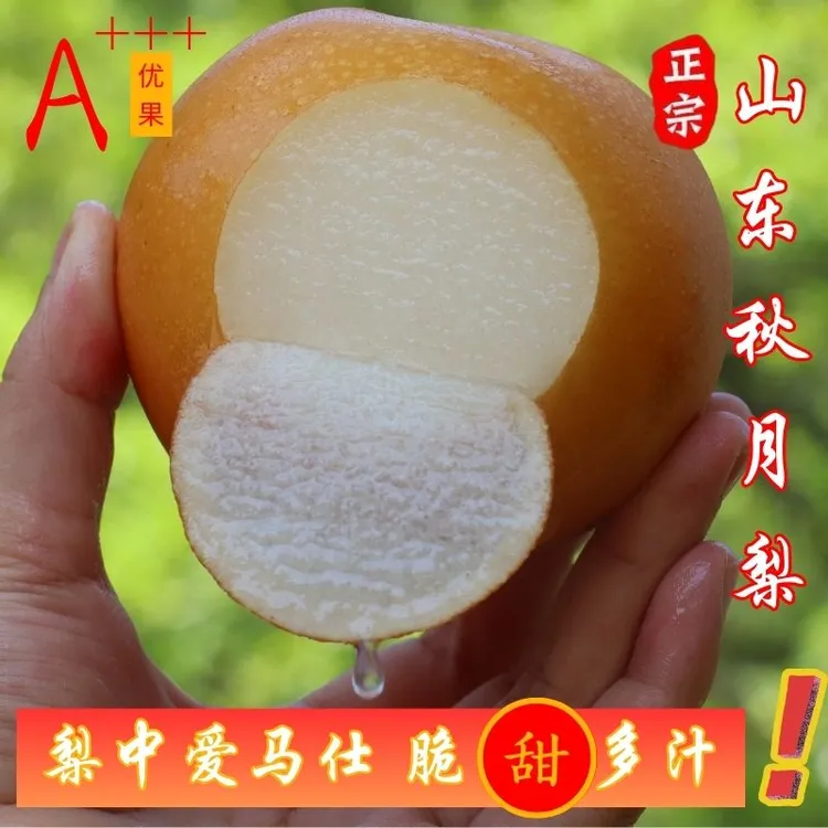 正宗山东秋月梨特大果秋天必吃采摘脆甜爆汁爽口无渣3/5/7斤装