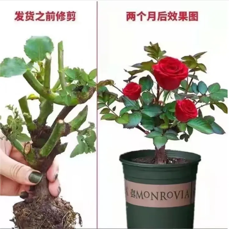 云南玫瑰花苗老桩红玫瑰老根月季花苗四季开花浓香花卉