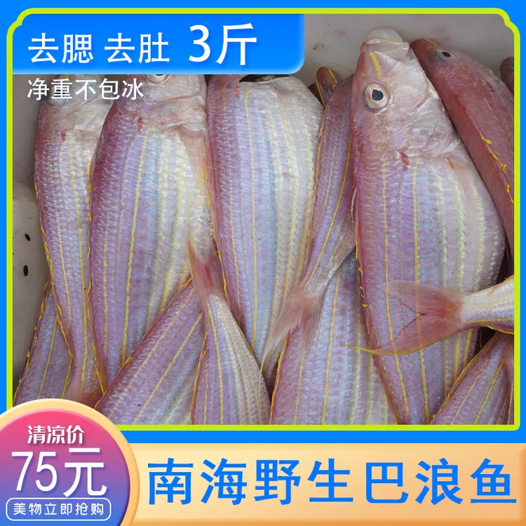 南海野生金线鱼3斤