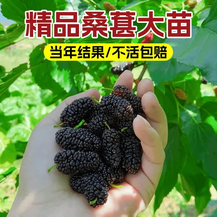 桑葚树苗黑果桑苗盆栽地栽南北方种植大叶桑树苗果树果苗当年结果