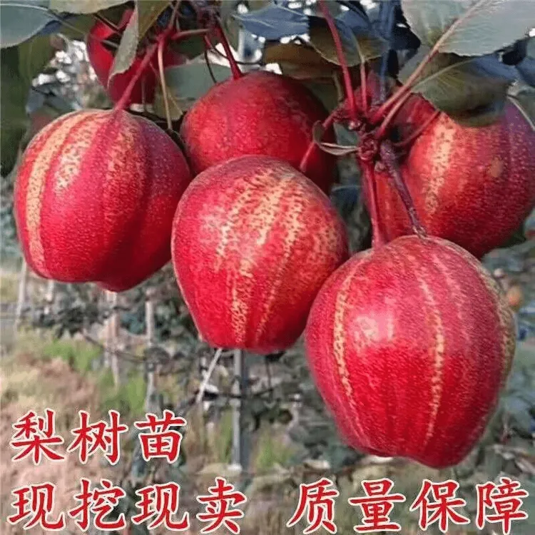早酥红梨树嫁接苗彩虹梨树盆栽南北方种地栽秋月梨树果苗当年结果