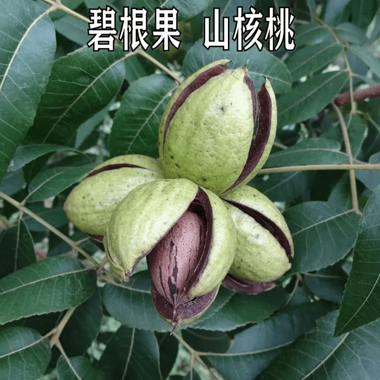 新品种薄壳核桃树苗碧根果树苗美国山核桃树苗南北方种植当年结果
