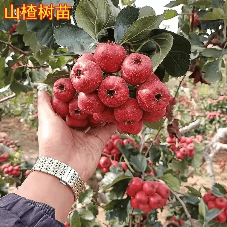 山楂树苗嫁接新品种黄山楂苗树盆栽地栽庭院矮化果树果苗当年结果