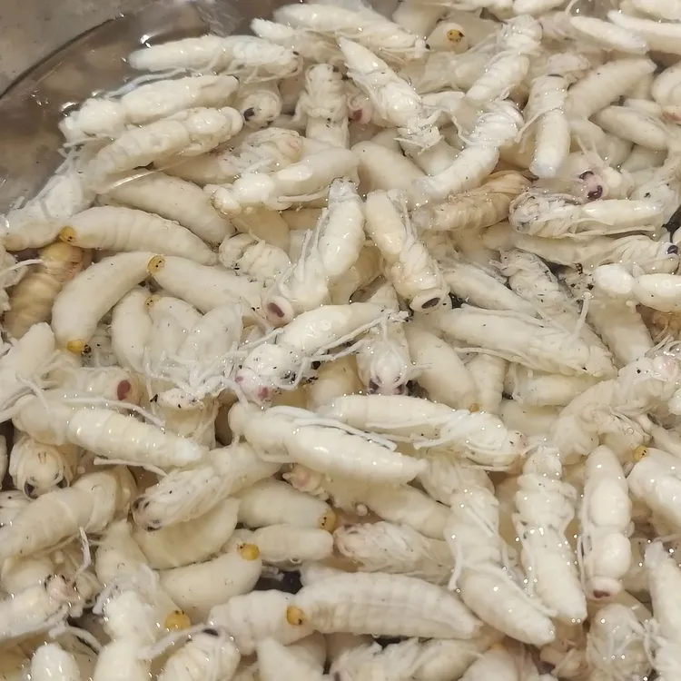 虎头蜂二级秀才  冷冻