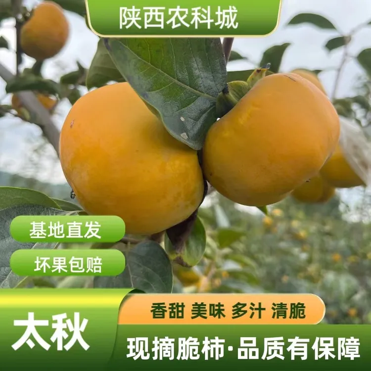 【东良甜柿】太秋甜柿太秋脆批发柿子应季水果脆甜批发柿子直发京东