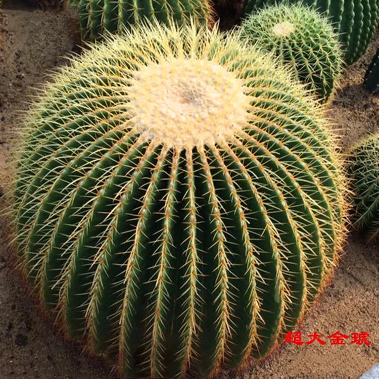 金虎仙人球盆栽多肉仙人掌植物花卉绿植耐旱办公桌电脑助手美观