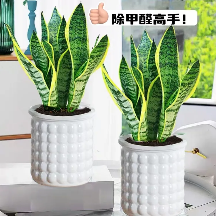 金边虎皮兰矮种宽叶新房吸甲醛防辐射净化空气多肉植物办公室