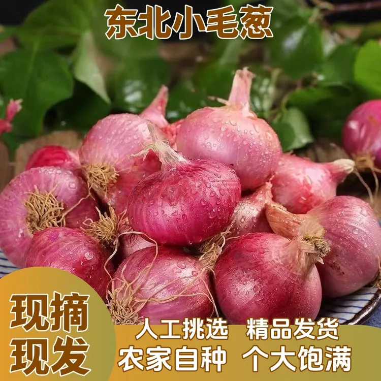 正宗紫皮洋葱新鲜现摘脆甜微辣毛葱脆甜农家自种洋葱生吃汁多肥美