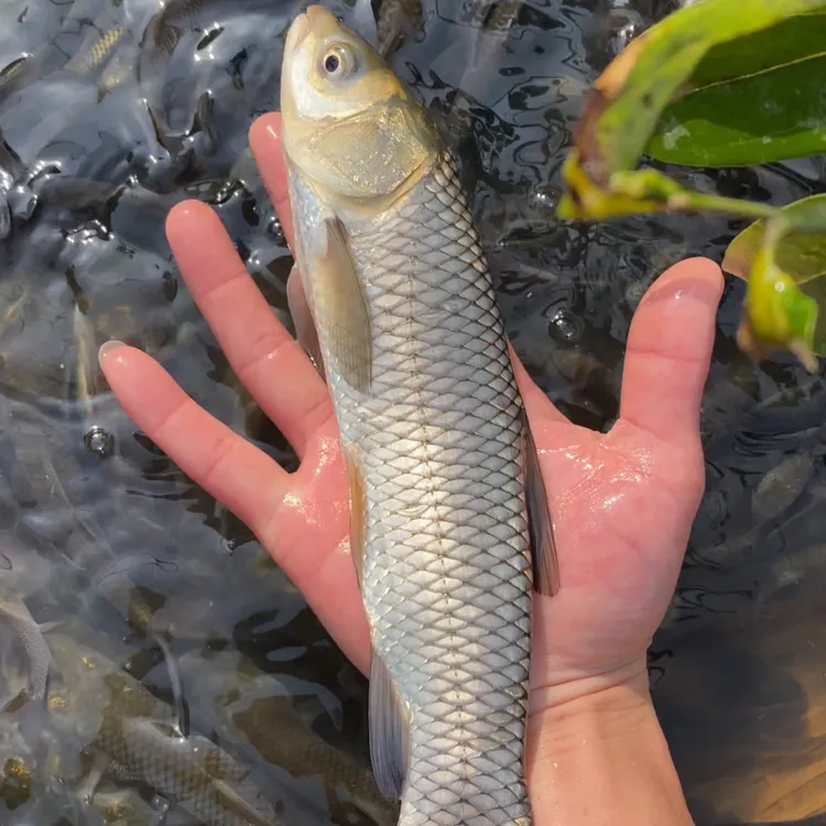 四川 草鱼 长江草鱼苗 鱼塘 水库观赏养殖