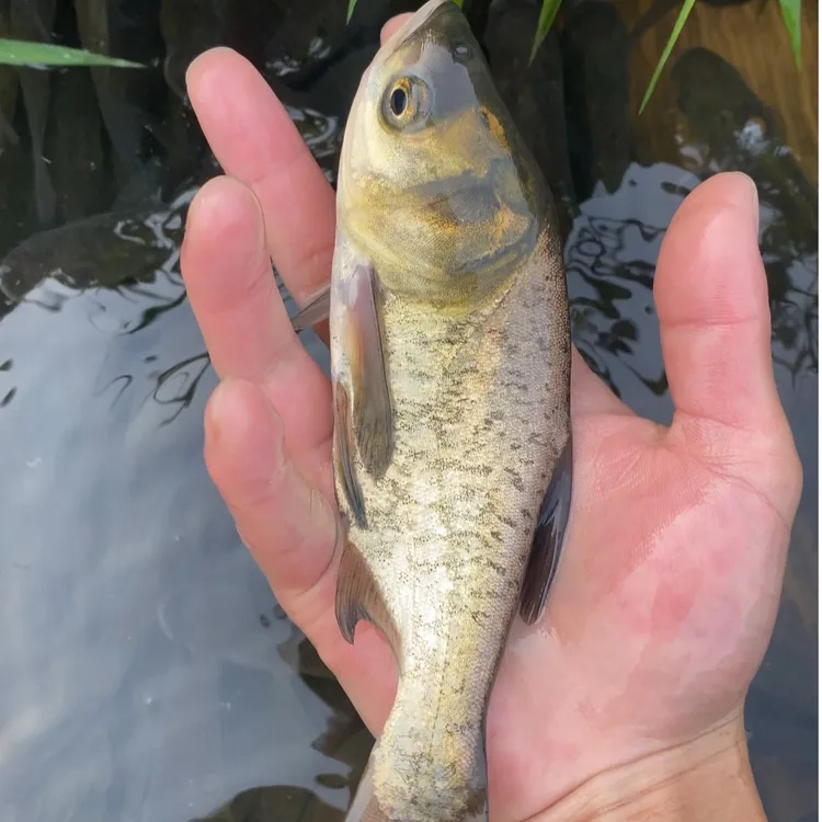 四川 花鲢鱼  鲢鳙 水库鱼塘观赏养殖