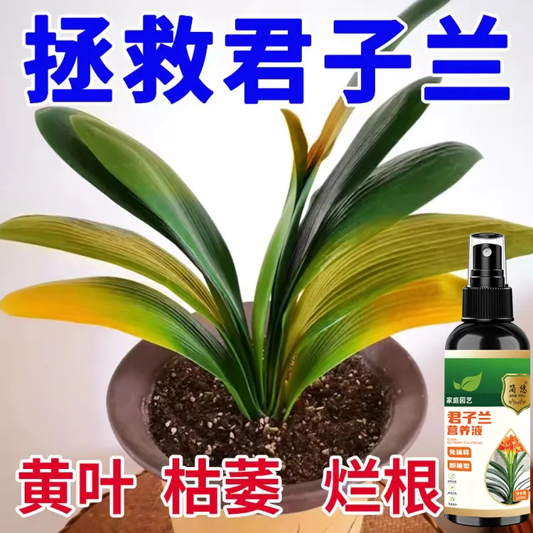 【急救黄叶】君子兰营养液急救叶子发黄烂叶烂根促箭催开花免稀释