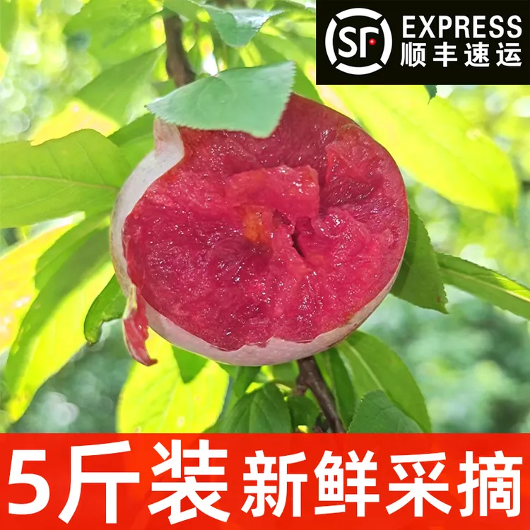 【大山的女儿、遂昌阿华优选】遂昌木岱高山原生态新鲜鸡心李5斤装