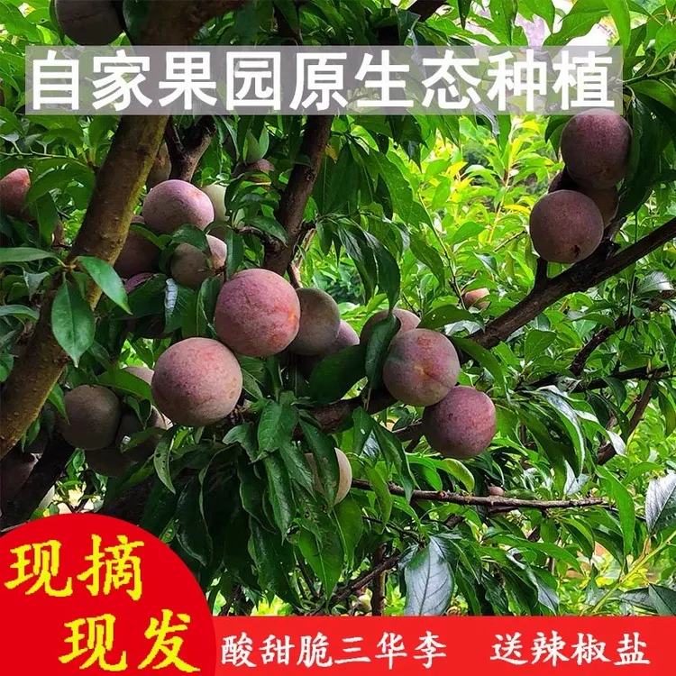 正宗钱排三华李红心李子新鲜现货现摘当季甜酸脆孕妇水果整箱包邮