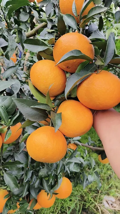 爱媛果冻橙多汁味甜