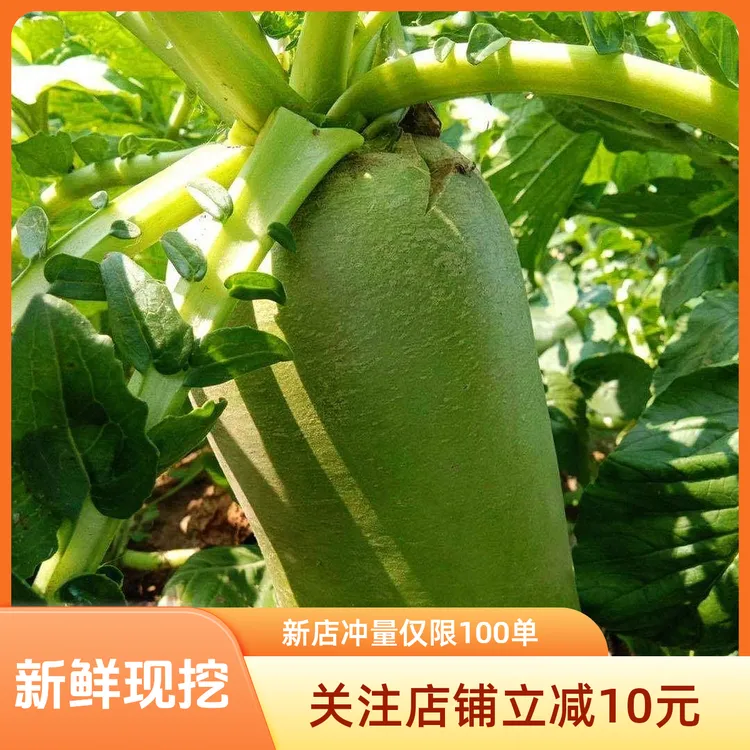 新鲜现挖河南农户种植特产青皮萝卜做萝卜干辣萝卜非水果萝卜