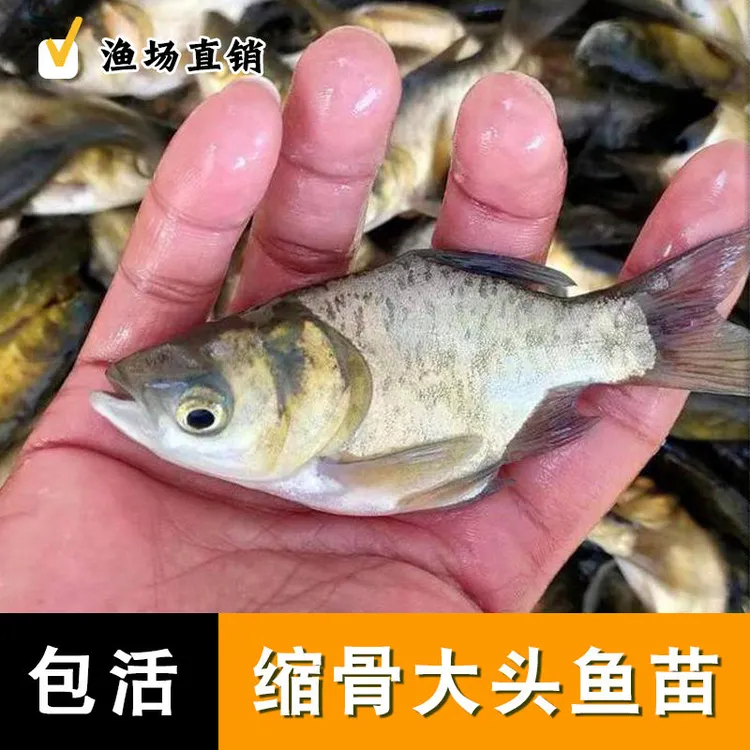 精品缩骨大头鱼活体花鲢鱼仙骨鱼广州发货养殖观赏鱼鲤鱼草鱼苗