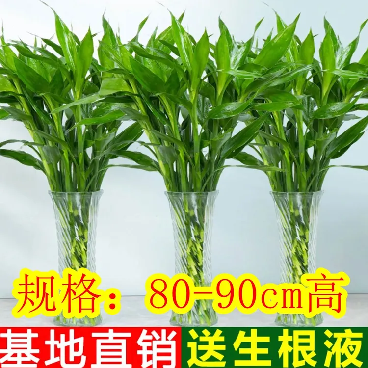 温馨农场富贵竹水养植物基地直发花开富贵节节高懒人好养桌面摆件