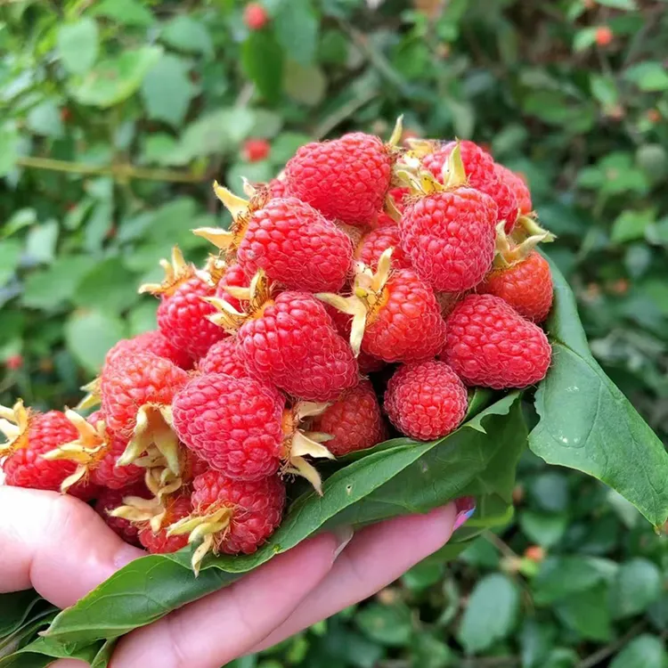 树莓苗盆栽双季结果红树莓覆水果树苗南北方种植阳台果树