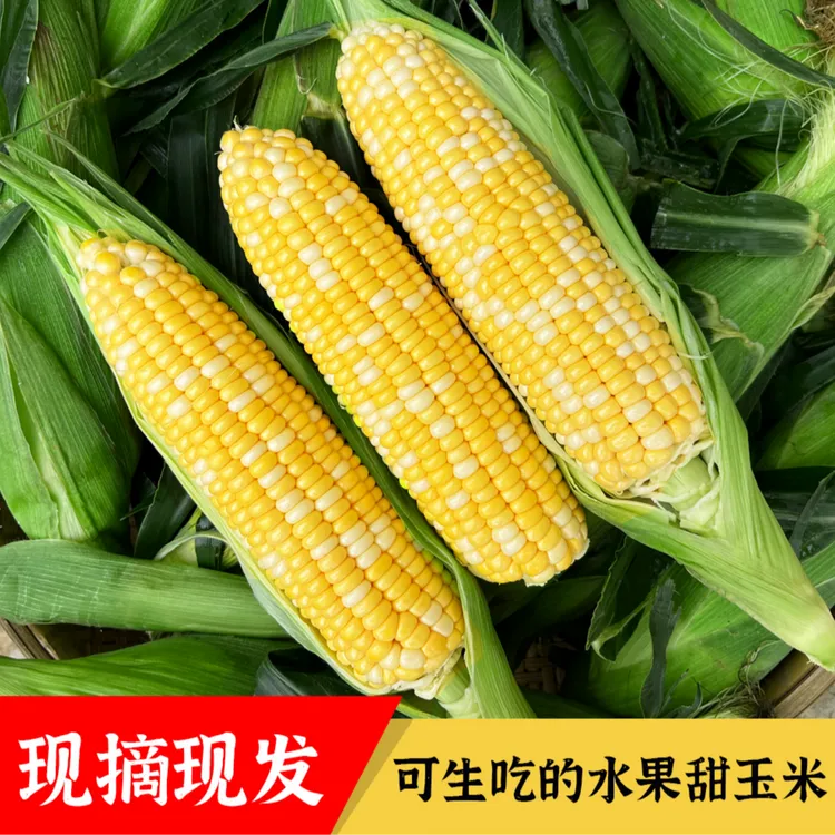 甜糯水果食用玉米新鲜甜包谷食品天然香甜口感鲜嫩可生吃蒸煮
